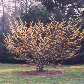 Plant Photo 5