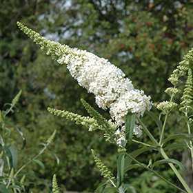 Plant Photo 2
