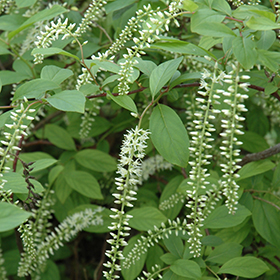Plant Photo 7
