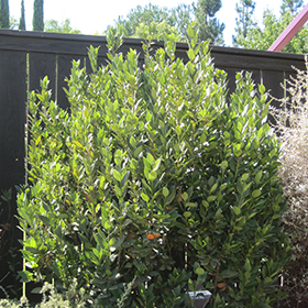 Plant Photo 8