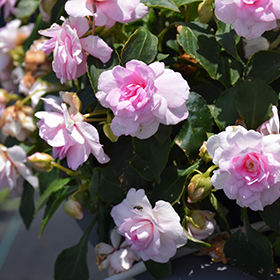 Plant Photo 1