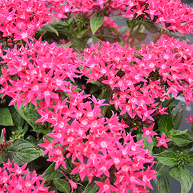 Plant Photo 4