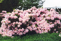English Roseum Rhododendron (Rhododendron catawbiense 'English Roseum') at Mainescape Nursery