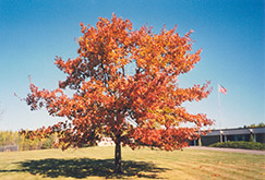 Red Oak (Quercus rubra) at Mainescape Nursery