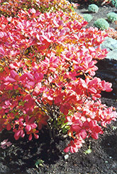 Royal Azalea (Rhododendron schlippenbachii) at Mainescape Nursery