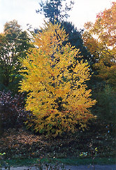 Katsura Tree (Cercidiphyllum japonicum) at Mainescape Nursery