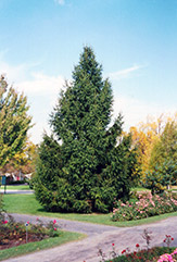 Norway Spruce (Picea abies) at Mainescape Nursery