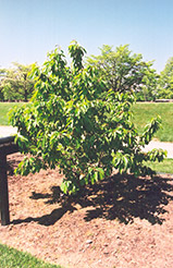 Kristin Cherry (Prunus avium 'Kristin') at Mainescape Nursery