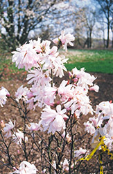 Centennial Magnolia (Magnolia stellata 'Centennial') at Mainescape Nursery