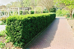 Common Boxwood (Buxus sempervirens) at Mainescape Nursery
