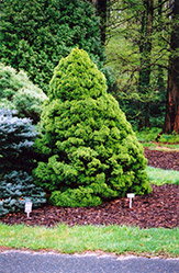 Dwarf Alberta Spruce (Picea glauca 'Conica') at Mainescape Nursery