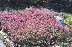 Springwood Pink Heath (Erica carnea 'Springwood Pink') at Mainescape Nursery