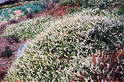 Springwood White Heath (Erica carnea 'Springwood White') at Mainescape Nursery