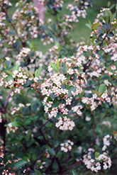Black Chokeberry (Aronia melanocarpa) at Mainescape Nursery