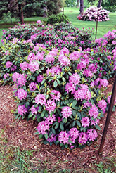 Roseum Elegans Rhododendron (Rhododendron catawbiense 'Roseum Elegans') at Mainescape Nursery