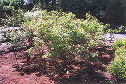 Northland Blueberry (Vaccinium corymbosum 'Northland') at Mainescape Nursery