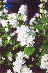 Buckley's Quill Mockorange (Philadelphus 'Buckley's Quill') at Mainescape Nursery