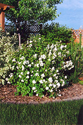 Buckley's Quill Mockorange (Philadelphus 'Buckley's Quill') at Mainescape Nursery