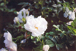 Blanc Double de Coubert Rose (Rosa 'Blanc Double de Coubert') at Mainescape Nursery