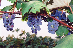 Concord Grape (Vitis 'Concord') at Mainescape Nursery