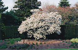 Star Magnolia (Magnolia stellata) at Mainescape Nursery