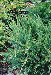 Sea Green Juniper (Juniperus chinensis 'Sea Green') at Mainescape Nursery