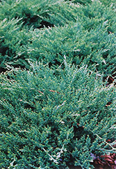 Sargent's Juniper (Juniperus chinensis 'var. sargentii') at Mainescape Nursery