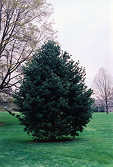 Blue Limber Pine (Pinus flexilis 'Glauca') at Mainescape Nursery
