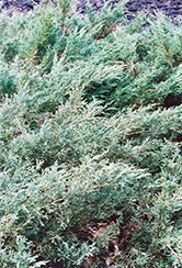 Blue Sargent Juniper (Juniperus chinensis 'var. sargentii Glauca') at Mainescape Nursery