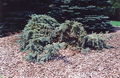 Creeping Blue Spruce (Picea pungens 'Glauca Prostrata') at Mainescape Nursery