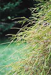 Threadleaf Arborvitae (Thuja occidentalis 'Filiformis') at Mainescape Nursery