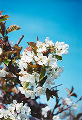 Bing Cherry (Prunus avium 'Bing') at Mainescape Nursery
