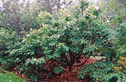 Franklin Tree (Franklinia alatamaha) at Mainescape Nursery