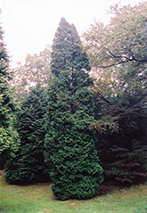 Hetz Wintergreen Arborvitae (Thuja occidentalis 'Hetz Wintergreen') at Mainescape Nursery