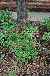 Wild Red Columbine (Aquilegia canadensis) at Mainescape Nursery