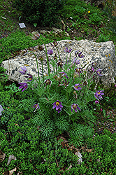 Pasqueflower (Pulsatilla vulgaris) at Mainescape Nursery