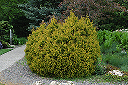 Rheingold Arborvitae (Thuja occidentalis 'Rheingold') at Mainescape Nursery
