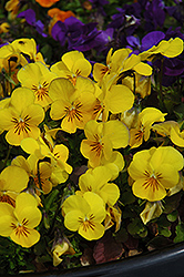 Penny Yellow Pansy (Viola cornuta 'Penny Yellow') at Mainescape Nursery