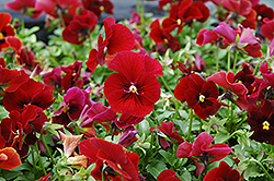 Penny Red Pansy (Viola cornuta 'Penny Red') at Mainescape Nursery
