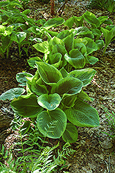 Frances Williams Hosta (Hosta 'Frances Williams') at Mainescape Nursery