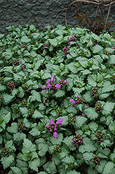 Red Nancy Spotted Dead Nettle (Lamium maculatum 'Red Nancy') at Mainescape Nursery