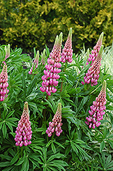 Russell Pink Lupine (Lupinus 'Russell Pink') at Mainescape Nursery