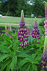 Russell Blue Lupine (Lupinus 'Russell Blue') at Mainescape Nursery