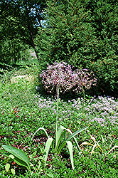 Star Of Persia Onion (Allium christophii) at Mainescape Nursery