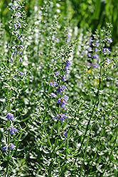 Hyssop (Hyssopus officinalis) at Mainescape Nursery