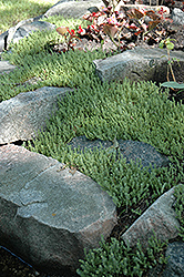 Six Row Stonecrop (Sedum sexangulare) at Mainescape Nursery
