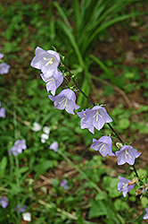 Bluebells Of Scotland (Campanula rotundifolia) at Mainescape Nursery