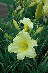 Happy Ever Appster Happy Returns Daylily (Hemerocallis 'Happy Returns') at Mainescape Nursery