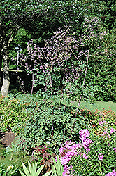 Rochebrun Meadow Rue (Thalictrum rochebrunianum) at Mainescape Nursery