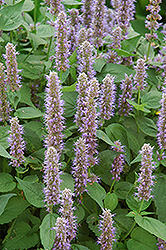 Blue Fortune Anise Hyssop (Agastache 'Blue Fortune') at Mainescape Nursery